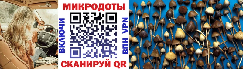 Псилоцибиновые грибы Psilocybe  купить наркоту  Аркадак 